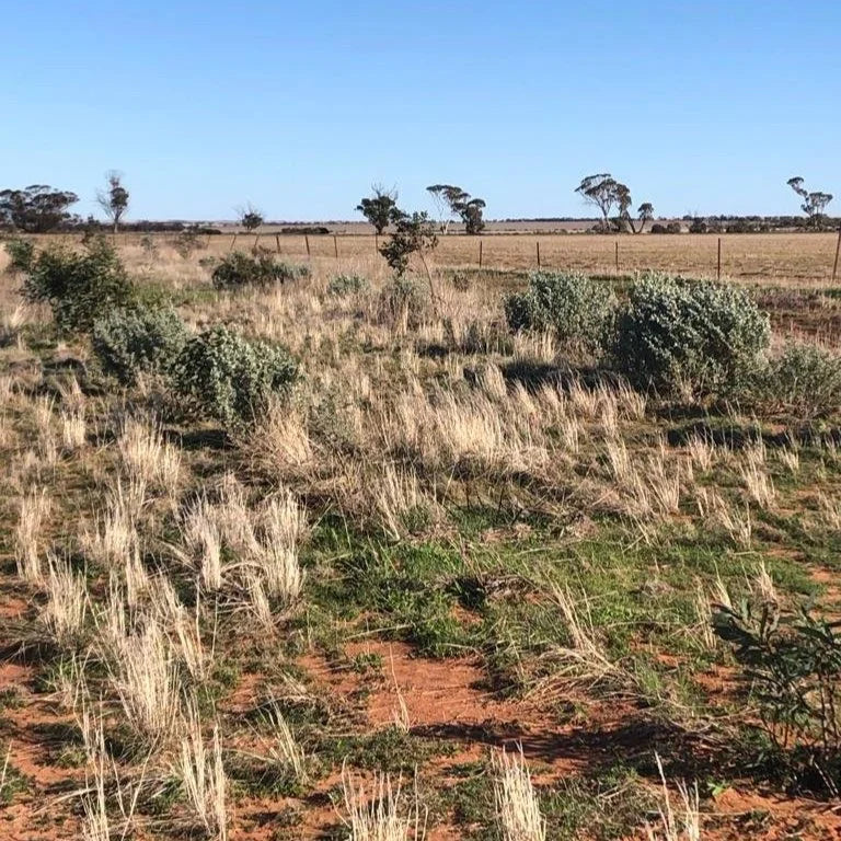 Tree planting to offset carbon emissions in 2020