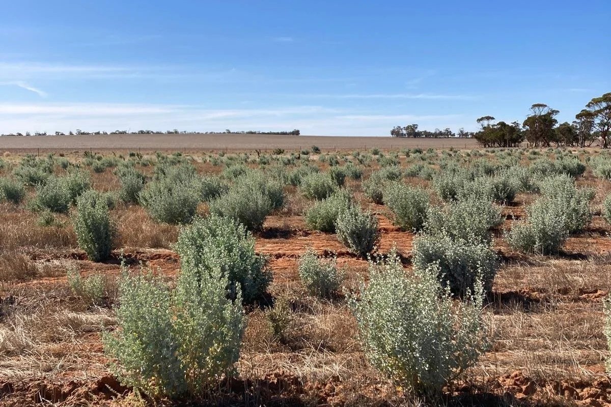 Native tree planting in Bencubbin, Western Australia